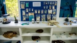 Crânios e esqueletos de espécies marinhas e materiais ingeridos por animais resgatados pela equipe do CEM estão expostos para apresentação aos visitantes.